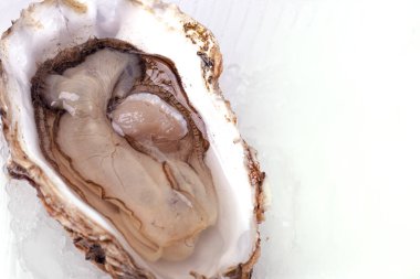 Buzda taze istiridye ve beyaz arka planda gölgeler. Kesme yolu. İstiridye kapağı açıldı. Çiğ Fransız istiridye yumuşakçaları, kabuklu deniz hayvanları ya da midye koleksiyonu. Yüksek kalite fotoğraf