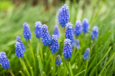 Muscary ,Muscari botryoides sp. Bahar bahçesinde çiçekler. Muscary, Mayıs ayında küçük bahçelerde açan yaygın bir bahar çiçeğidir. Mavi kır çiçekleri tarlada. Yüksek kalite fotoğraf