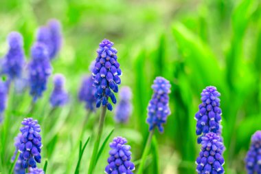 Bahçede ilk bahar muscari çiçeklerinin tomurcukları, yan manzara. Mavi parlak çiçek tomurcukları. Yumuşak mavi muscari çiçekleri. Estetik fotoğraf 