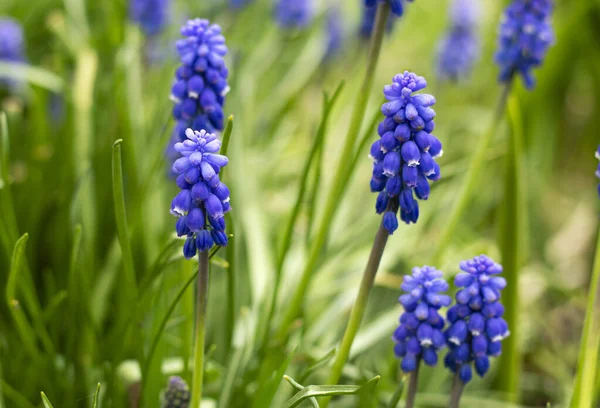 many buds of the first spring flowers of muscari in the garden, side view. blue bright flower buds. Tender blue muscari flowers. High quality photo