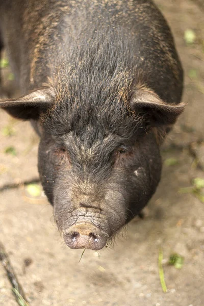 Boar, Pig Portrait. an adult black pig. Berkshire Black Piglet in an outdoor pen. High quality photo