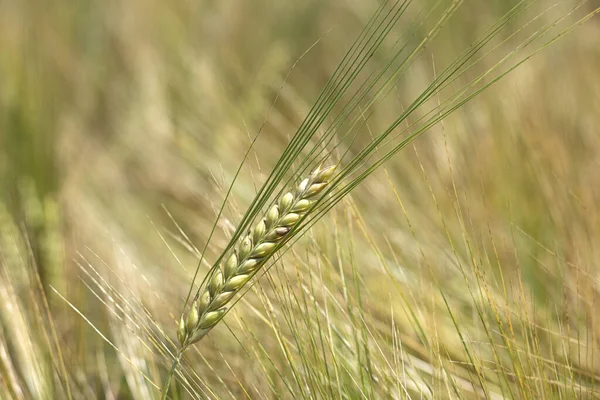 Hrot Pšeničného Proso Zlaté Žluté Barvy Ozářený Paprsky Letního Slunce — Stock fotografie