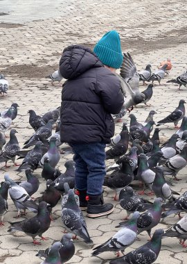 Ceketli küçük çocuk parkta güvercinleri besliyor. Seçici odaklanma. Bir güvercin tarafından taciz edilen bir çocuğun arka görüntüsü. Yüksek kalite fotoğraf