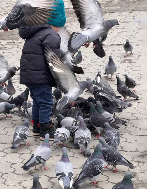 Ceketli küçük çocuk parkta güvercinleri besliyor. Seçici odaklanma. Bir güvercin tarafından taciz edilen bir çocuğun arka görüntüsü. Yüksek kalite fotoğraf