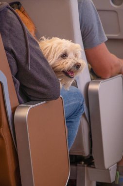 Köpek sahibinin ellerindeydi. Uçakta, gemide evcil bir hayvanla seyahat etme fikri. Tatilde bir evcil hayvanla tatile. Yüksek kalite fotoğraf