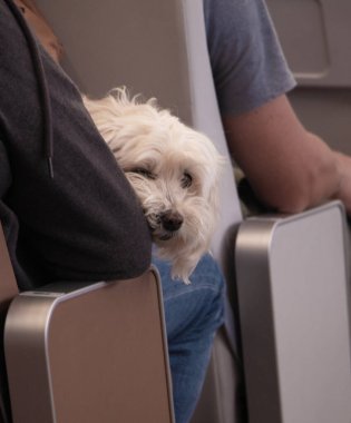 Köpek sahibinin ellerindeydi. Uçakta, gemide evcil bir hayvanla seyahat etme fikri. Tatilde bir evcil hayvanla tatile. Yüksek kalite fotoğraf