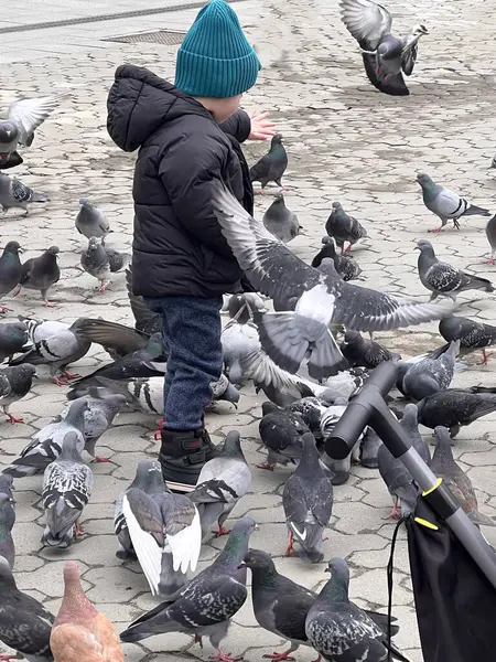 Ceketli küçük çocuk parkta güvercinleri besliyor. Seçici odaklanma. Bir güvercin tarafından taciz edilen bir çocuğun arka görüntüsü. Yüksek kalite fotoğraf