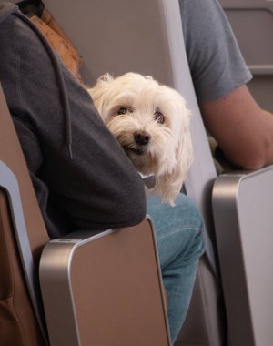 Köpek sahibinin ellerindeydi. Uçakta, gemide evcil bir hayvanla seyahat etme fikri. Tatilde bir evcil hayvanla tatile. Yüksek kalite fotoğraf