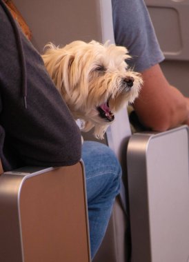 Köpek sahibinin ellerindeydi. Uçakta, gemide evcil bir hayvanla seyahat etme fikri. Tatilde bir evcil hayvanla tatile. Yüksek kalite fotoğraf