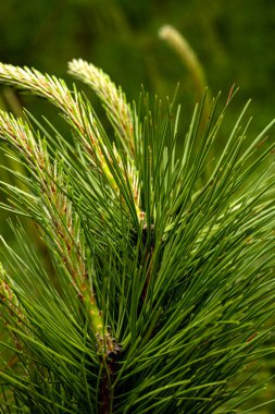 Sonsuz yeşil arka plan, taze çam iğneleri. Yeşil yapraklar arka planda. Çam dalının dokusu. Kozalaklı sedir yaprağı yeşil dokusu. Taze yeşil Noel yaprakları, Çam ağaçlarının dalları