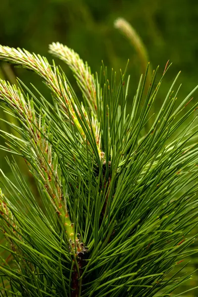 Sonsuz yeşil arka plan, taze çam iğneleri. Yeşil yapraklar arka planda. Çam dalının dokusu. Kozalaklı sedir yaprağı yeşil dokusu. Taze yeşil Noel yaprakları, Çam ağaçlarının dalları