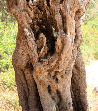 Eski eğri büğrü zeytin gövdesi derin dokularla doğal oyuklar, dokulu kabuklar, zamanın ve doğanın etkilerini ön plana çıkarıyor. Karmaşık ağaç kabuğu desenleri Akdeniz ağacının yaşını ve dayanıklılığını gösteriyor