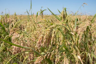 Bulanık bir zemin üzerinde yaz güneşinin ışınları tarafından aydınlatılan olgun altın ve sarı darı demeti. yumuşak seçici odaklanma. Hasat konsepti Mesaj için yer. Yüksek kalite fotoğraf. 