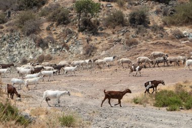 Dağ koyunu sürüsü. Yunanistan 'ın dağlarında vahşi keçiler. Yüksek kalite fotoğraf