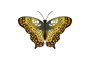 Üst görünümde uçan kelebeğin beyaz arkaplanda izole edilmiş vektör grafiği.