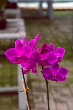 Mor orkidelerin yakın plan çekimleri. Bokeh Doğa Arkaplanı. Phalaenopsis membelissoniana Bokeh Doğa ile yakın çekim. 