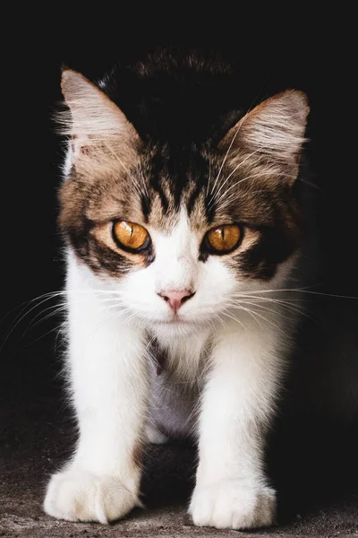 Домашняя Кошка Смотрит Камеру Тёмном Фоне Бытовая Фотография Крупным Планом — стоковое фото