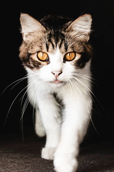 Gato Doméstico Mirando Cámara Aislada Sobre Fondo Oscuro Gato Doméstico —  Fotos de Stock