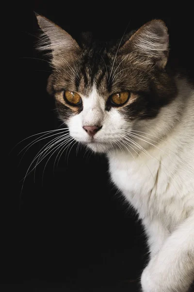 Angry face of a walking white and black Domestic short-haired cat on the  grass in blur background. Stock Photo by wirestock