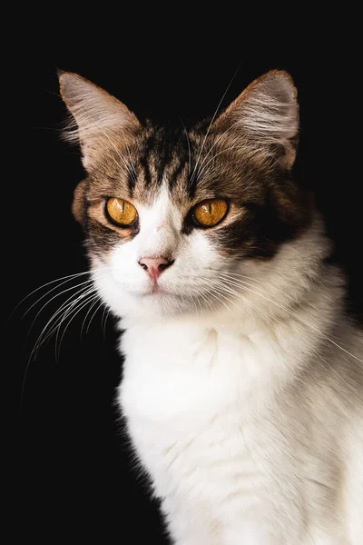 Evcil Kedi Yakın Çekim Fotoğrafçılığı Koyu Arkaplanda Izole Edilmiş — Stok fotoğraf