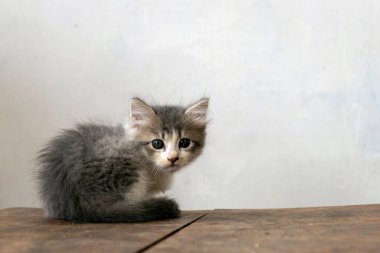 Tahta masada kameraya bakan sevimli bir kedi yavrusu..