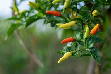 Cayenne biberi. Bahçedeki Cayenne biberinin yakın görüntüsü