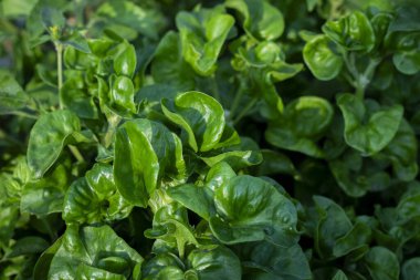 Brazilian spinach also known as althernanthera sisso or bayam brazil. Closeup view of fresh brazilian spinach leaves in the garden clipart