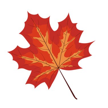 Akçaağaç yaprağı çizimi. Sonbahar yaprağı süslemesi beyaz arkaplanda izole