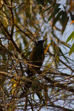 Barranquillo bird native to the Colombian coffee region perched on a tree