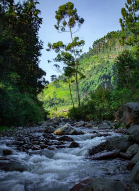 River in the middle of a Colombian forest with stones and clear sky