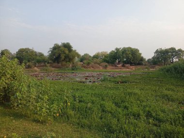 Parktaki nehrin güzel manzarası