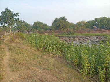 Kırsal kesimde kırsal yol