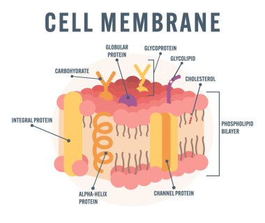 Hücre Membrane Yapısı Çizimi Eğitici İllüstrasyon Fosfolipid Bilayer Glycoprotein Glycolipid Kolesterol Sitoplazmik Membrane Biyolojisi Diagram Tarzı Modern Renk Fonu Vektörü etiketli