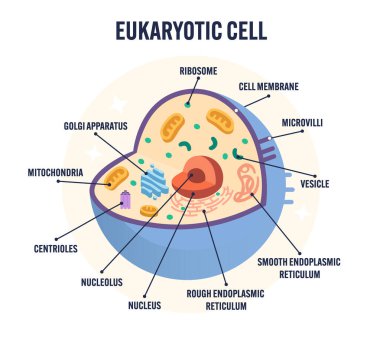Nükleus, mitokondri, ribozom, Golgi aparatı, acil servis, biyoloji sınıfı, fen dersi ve eğitim de dahil olmak üzere etiketli organların detaylı hayvan ökaryotik hücre diyagramı vektörü 