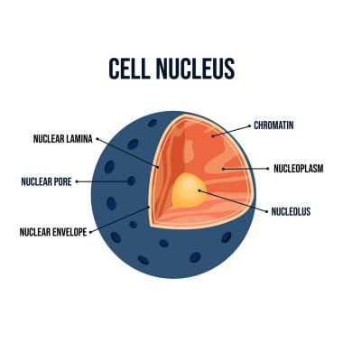 Nükleolus, kromatin ve nükleer zarf da dahil olmak üzere etiketli parçalarla hücre çekirdeği yapısının ayrıntılı vektör enine diyagramı. Eğitim kullanımı için ökaryotik biyoloji illüstrasyonu 