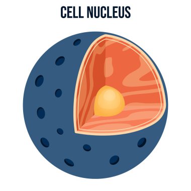 Nükleolus ve kromatin ile etiketlenmiş hayvan hücresi çekirdeği diyagramının modern düz vektör çizimi, biyoloji eğitimsel bilgi, okul materyalleri ve sunumları için renkli bilimsel kesitler