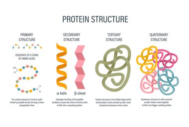 Protein Yapısı Seviyeleri - amino asit zinciri molekülü peptit sarmal yaprak kompleks biyoloji ders kitabı eğitimi bilgileri içeren protein katlama seviyeleri