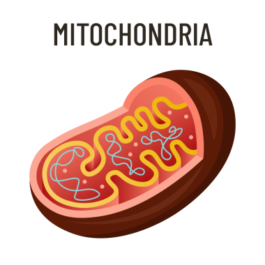 Mitokondria diyagramı, etiketli parçalarla biyoloji hücre hücre yapısı vektör çizimi, hücrenin enerji üretim ATP fabrikası, okul, öğrenme, ders kitabı, sınıf bilgisi