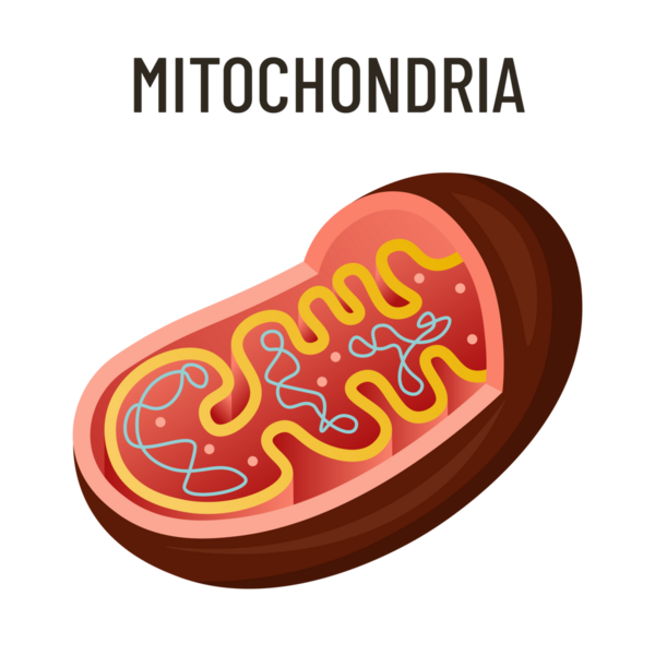 Mitokondria diyagramı, etiketli parçalarla biyoloji hücre hücre yapısı vektör çizimi, hücrenin enerji üretim ATP fabrikası, okul, öğrenme, ders kitabı, sınıf bilgisi