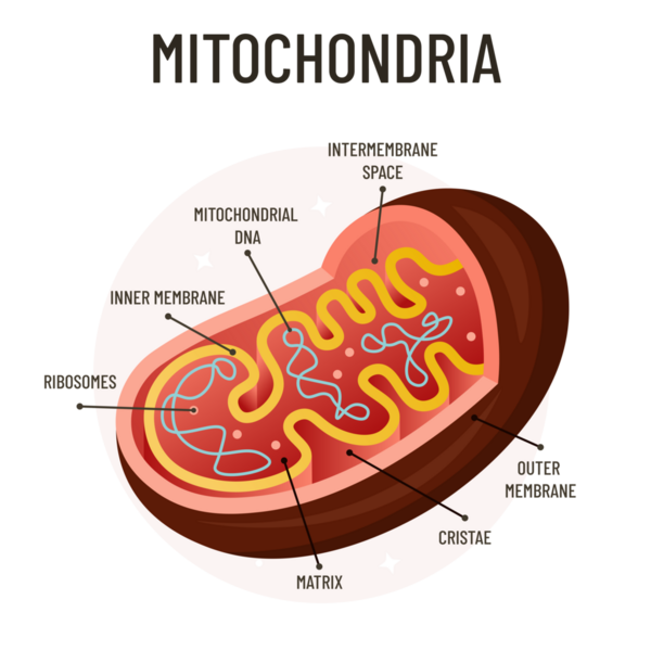 Mitokondria diyagramı, etiketli parçalarla biyoloji hücre hücre yapısı vektör çizimi, hücrenin enerji üretim ATP fabrikası, okul, öğrenme, ders kitabı, sınıf bilgisi