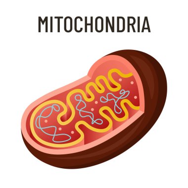 Mitokondria diyagramı, etiketli parçalarla biyoloji hücre hücre yapısı vektör çizimi, hücrenin enerji üretim ATP fabrikası, okul, öğrenme, ders kitabı, sınıf bilgisi