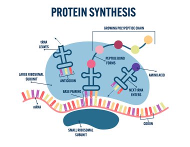 Protein sentezi çizimi, mRNA kodonlu ribozom çeviri süreci, tRNA antikodon, peptit bağı oluşumu, polipeptit zinciri, moleküler biyoloji, eğitim, ders kitabı bilgisi 
