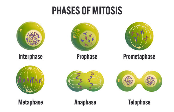 Phases of mitosis educational diagram showing interphase, prophase, prometaphase, metaphase, anaphase, and telophase cell division stages for biology class, genetics learning, and science textbook illustration