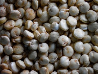 Görüntü mikroskop kinoası ile alındı.