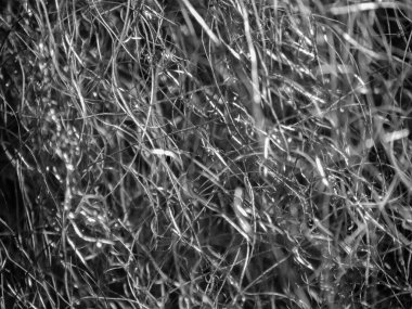 Görüntü mikroskop çelik yünüyle alındı.