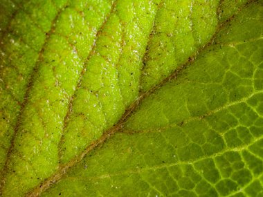 Image taken with a microscope boldo leaf. clipart