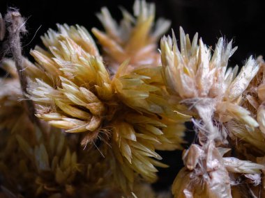 Görüntü mikroskop macela ile alındı.