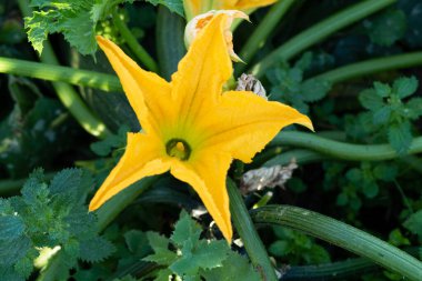 Ön planda sarı kabak çiçeği ve arka planda bitki. Uzayı kopyala Sebzeli sebze bahçesi.