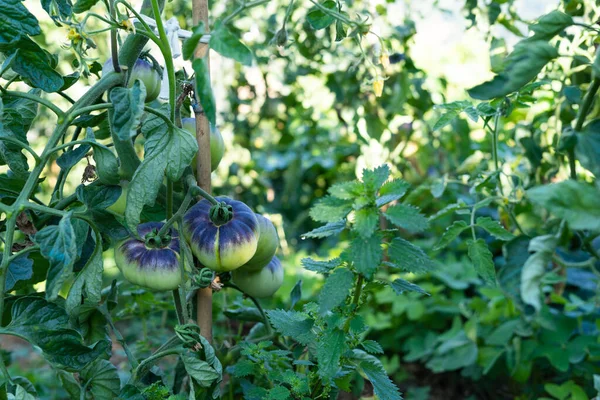 Zeleninová Zahrada Rajčaty Sklizní Odrůdy Modrého Moře Zelené Rajčatové Ovoce — Stock fotografie
