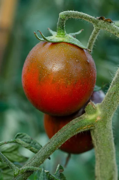Červené Nazelenalé Zralá Kumato Rajče Rostlině Rozostřeným Pozadím Svislá Fotka — Stock fotografie